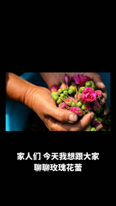 [OASIS] Rose Buds 玫瑰花蕾 30g Rose Tea 花茶 Floral Beauty Tea 花蕾 玫瑰