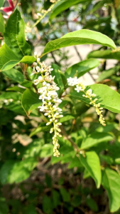 ราชาวดี กลิ่นหอมชื่นใจ ชวนหลงใหล เป็นต้นตอน ค่ะ รากเยอะ ต้นแข็งแรง