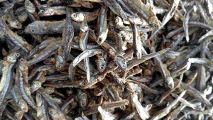 Teri Tawar CANTIK: Teri Tawar 1 Kg Kering