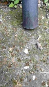 PISAU CINCANG DAGING // TULANG  // PISAU CACAH DAGING // BAHAN BAJA PER ASLI