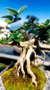 bonsai serbin tinggal pajang
