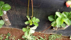 paket hemat 10 bibit strawberry