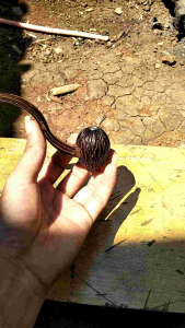 Pipa Tahan Lama & Desain Unik Pipa: Pipa Padud Unik Pipa Batok Once Unik