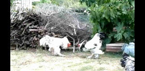 Máy Lồng Ấp Trứng Automatic + Trứng Gà Cảnh Giống Khủng Long Khổng Lồ Brahma Đảm Bảo Có Trống Ấp Nở Ra Con Nuôi Làm Cảnh