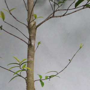 BONSAI ANTING PUTRI PROGRAM AKAR