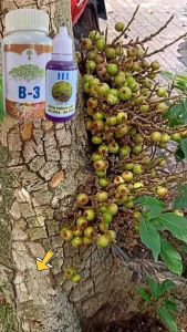 Thuốc kích hoa và quả Chế phẩm H1+B3 kích hoa  quả cho sung Phân Bón Dạng Hợp Chất Cho Cây - Lazada