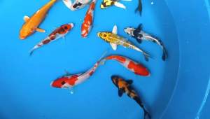Japan Koi local breed Super Grade AA size 5/6” 11pcs COMBO at 1280 + free shipping 2 ice box . This batch 2 butterfly koi given too .