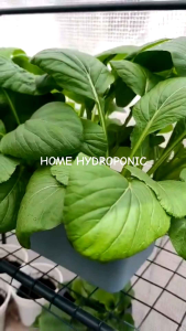FULLSET HYDROPONIC PLANT SISTEM