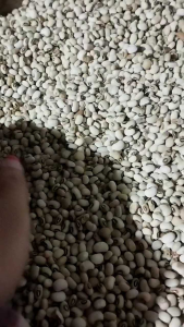Kacang Tolo / Kacang Tunggak 1 kg dari Lereng Muria