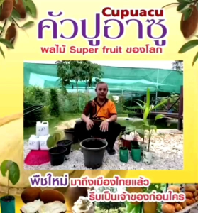 ต้นคัวปูอาซู =1 ต้น