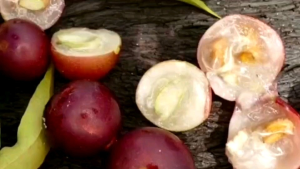 ต้นคามู คามู =1ต้น