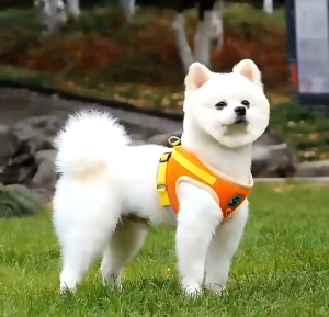 Set Tali Traksi Berjalan Rompi Harness Kucing Yang Dapat Disesuaikan Untuk Anjing Kucing Kecil Sedang Kerah Harness Jaring
