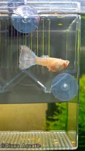 Upgraded Guppy Breeding Box Double Layer Isolation Hatchery Box Aquarium Floating