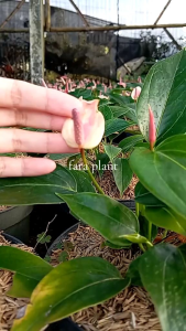 TANAMAN ANTHURIUM BUNGA MINI