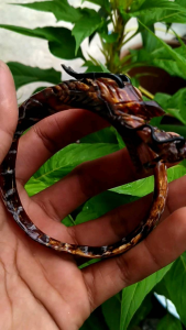 Gelang Akar Bahar Merah Asli Ukiran Naga Tembus Cahaya