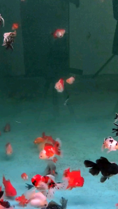 FKM Clear & Healthy poll bakteri starter dan penjernih air optimal kualitas bahan komplit membuat air bening dan sehat untuk ikan