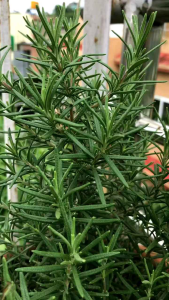 Tanaman Rosemary Subur Dengan Bunga Kuncup