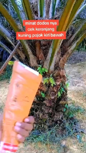 Dodos KLS original malaysia