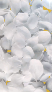 LUMIWHITE SUNSCREEN Essence SPF 50 PA+++