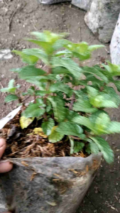 tanaman herbal daun mint aromatic