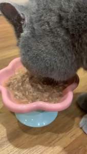 INABA CIAO PUDDING CUP CAT WET FOOD TUNA / CHICKEN (151152153154)