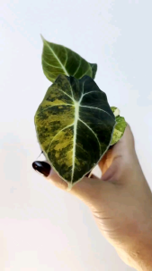 Alocasia Black velvet variegated Aurea/Gold  จำหน่ายแบบไข่เพาะชำส่งชำในถ้วยอบอย่างดี
