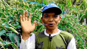 COD√ benih tomat indeterminante NEW RANIA F1 5gr