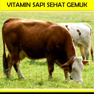 VITAMIN SAPI SEHAT GEMUK 500cc / pakan ternak sapi konsentrat / vitamin ternak sapi / ternak sapi /