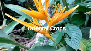 birds of paradise 3 pcs bulb garden plant pantanim