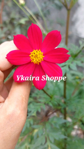 Pink Cosmos Binhi Pantanim: A Guide to Growing This Stunning Outdoor Garden Plant