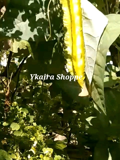 Sigarilyas 7 Seeds Kalamismis Winged Beans Binhi Pantanim Vegetable Outdoor Garden Plant Binhi Pantanim