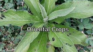 sambong fresh leaf 50 pcs. dahon herb plant