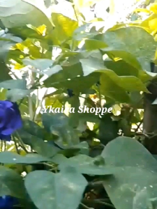 Blue ternatea herb 10 seeds outdoor garden vine plant