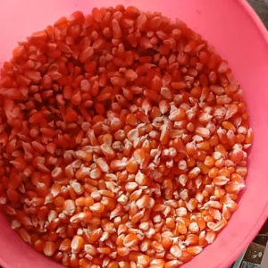 Jagung KRISTAL Madura pakan burung Merpati Paket 10 Kg