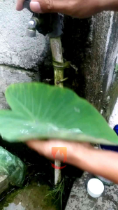 Perekat Pembasah Pengemulsi Pestisida BM POLYWETT 500ml