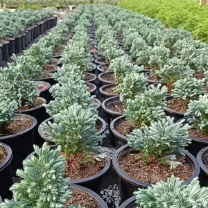 สนหิมะกระถาง8นิ้ว