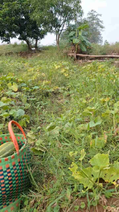 PAKET BIJI BENIH TIMUN SURI KRAY MUDAH BERKECAMBAH BONUS DI SETIAP PEMBELIAN