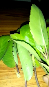 2 กิ่ง กิ่งพันธุ์ต้นเศรษฐีพันล้าน หรือต้นคล่ำตายหงายเป็น ชุด