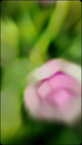 VITALIN Herbal asam urat pegal linu RHEUMATIK original