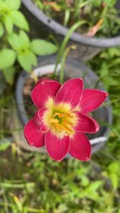 012.หัวดอกบัวดิน Pink Jira หัวละ 100 บาท