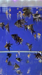 LIVE FISH / Angel fish 3-4cm 10pcs / Angle fish 3-4cm 20pcs (Mix colour) 神仙鱼