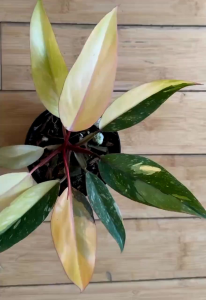 Philodendron Orange Princessด่างโทนลายชมพูมิ้นต์หลากสีไม้เนื้อเยื่อคัดลายด่างชุด1ต้น