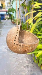 Chậu Gáo Dừa Trồng Sen Đá Có Dây Treo