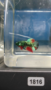 (Same as photo) Hulk AOC Junior Betta Fish Size S+ Ikan Laga Show Gred