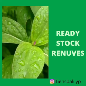 Renuves Capsule 150 kapsul | TRC | Nutrisi Mata | Herbal Asma | Migrain | Antioksidan Tiens