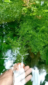 Tanaman Aquascape sudah pakai media|tanaman hias akuarium