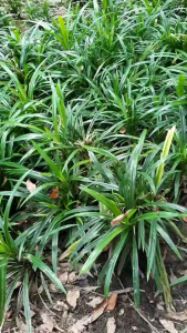 ต้นเตยหอม ต้นพันธุ์เตยหอม ต้นใบเตยหอม สำหรับปลูก