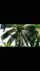 EGREK CAMEL 2288 IMJ ORIGINAL TANPA ASAH