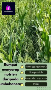 1 liter beli 3 botol gratis 1 botol kill gras panda raja pembunuh gulma