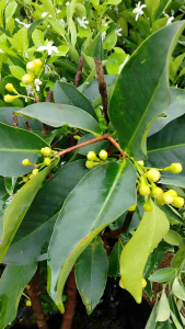 Refreshing Jambu Air A Culinary Delight Live Plant